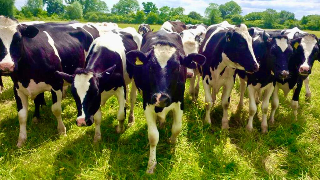 Cows in field